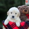 Image of Elora, a Golden Retriever puppy