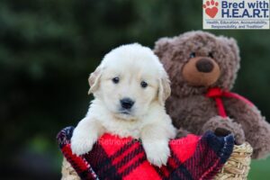 Image of Elora, a Golden Retriever puppy