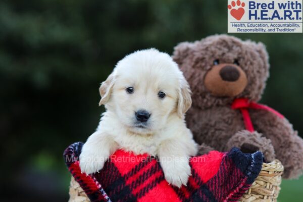 Image of Elora, a Golden Retriever puppy