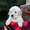 Image of Elora, a Golden Retriever puppy