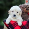 Image of Elora, a Golden Retriever puppy