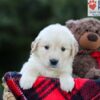 Image of Elora, a Golden Retriever puppy