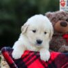 Image of Elora, a Golden Retriever puppy