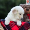 Image of Elora, a Golden Retriever puppy