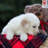 Image of Elora, a Golden Retriever puppy
