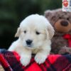 Image of Elora, a Golden Retriever puppy