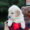 Image of Ember, a Golden Retriever puppy