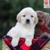 Image of Ember, a Golden Retriever puppy