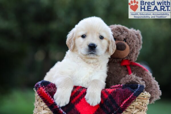 Image of Ember, a Golden Retriever puppy