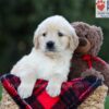 Image of Ember, a Golden Retriever puppy