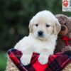 Image of Ember, a Golden Retriever puppy