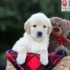 Image of Ember, a Golden Retriever puppy