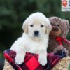 Image of Ember, a Golden Retriever puppy