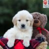 Image of Ember, a Golden Retriever puppy