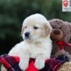Image of Ember, a Golden Retriever puppy