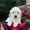 Image of Emmie, a Golden Retriever puppy