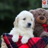 Image of Emmie, a Golden Retriever puppy