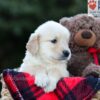 Image of Emmie, a Golden Retriever puppy