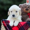 Image of Emmie, a Golden Retriever puppy