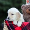 Image of Emmie, a Golden Retriever puppy