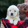 Image of Emmie, a Golden Retriever puppy