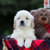 Image of Emmie, a Golden Retriever puppy