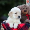 Image of Emmie, a Golden Retriever puppy