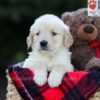 Image of Emmie, a Golden Retriever puppy