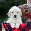Image of Emmie, a Golden Retriever puppy
