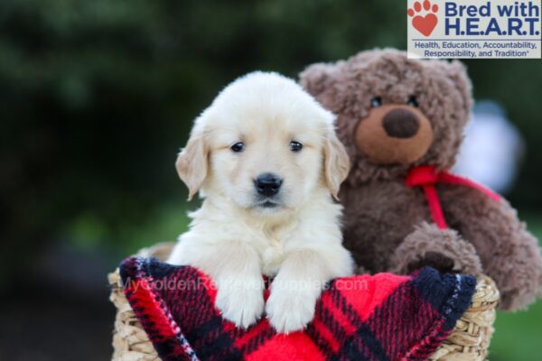Image of Emmie, a Golden Retriever puppy