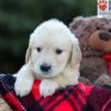 Image of Erika, a Golden Retriever puppy