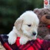 Image of Erika, a Golden Retriever puppy
