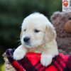 Image of Erika, a Golden Retriever puppy