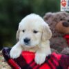 Image of Erika, a Golden Retriever puppy
