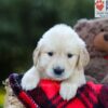 Image of Erika, a Golden Retriever puppy