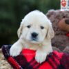 Image of Erika, a Golden Retriever puppy