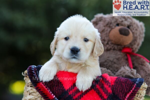 Image of Erika, a Golden Retriever puppy