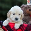 Image of Erika, a Golden Retriever puppy
