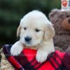 Image of Erika, a Golden Retriever puppy