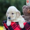 Image of Everly, a Golden Retriever puppy