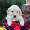 Image of Everly, a Golden Retriever puppy