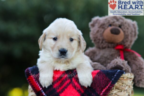 Image of Everly, a Golden Retriever puppy