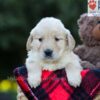 Image of Everly, a Golden Retriever puppy