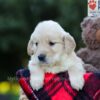 Image of Everly, a Golden Retriever puppy