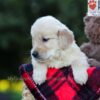 Image of Everly, a Golden Retriever puppy