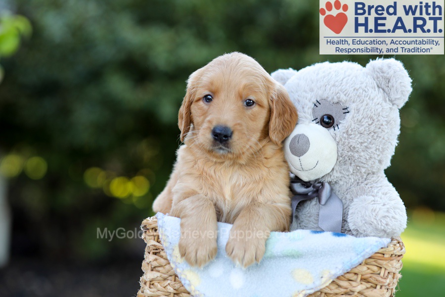 Fae Image of Fae, a Golden Retriever puppy