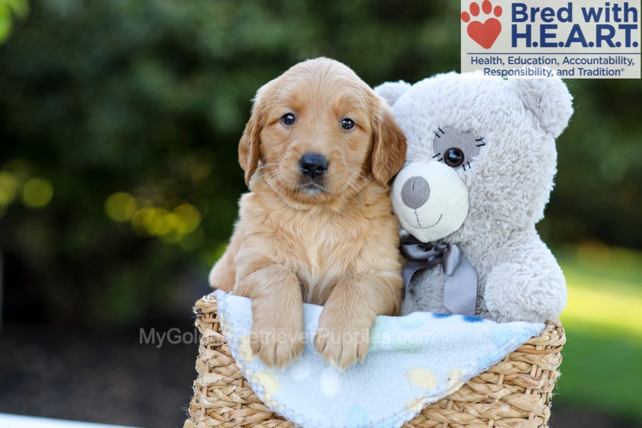Fae Image of Fae, a Golden Retriever puppy