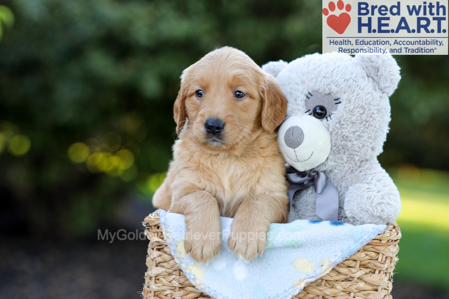 Fae Image of Fae, a Golden Retriever puppy