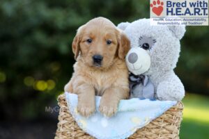 Image of Fae, a Golden Retriever puppy