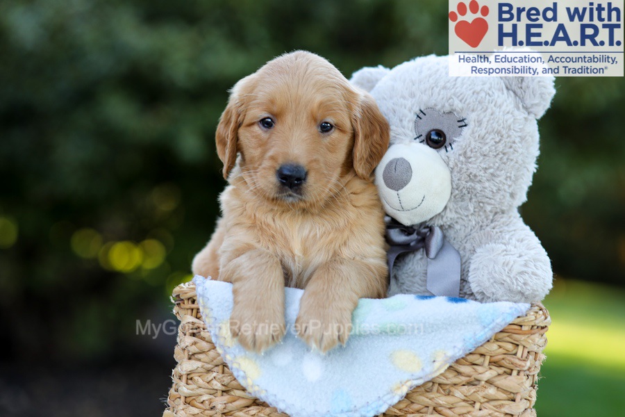 Fae Image of Fae, a Golden Retriever puppy